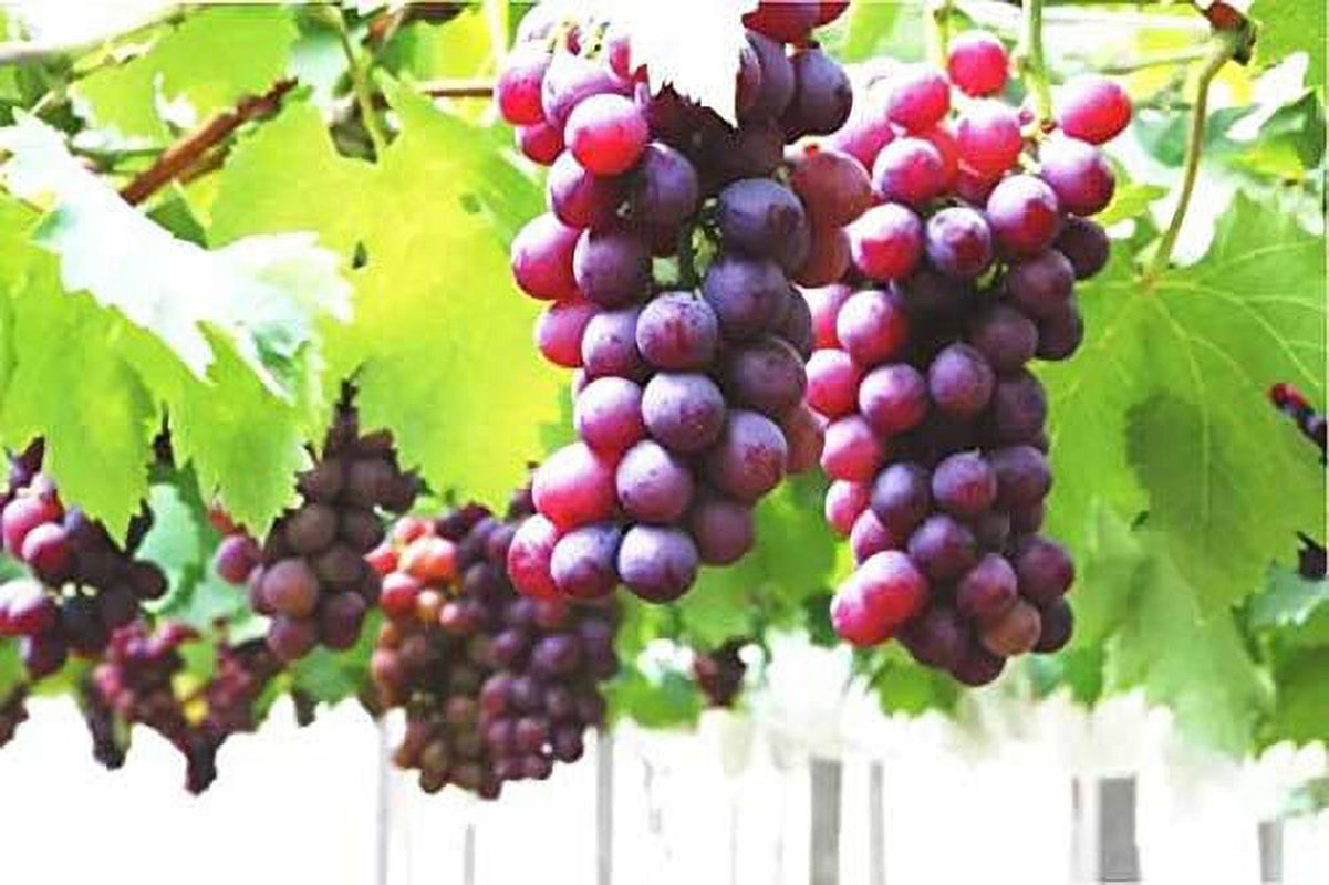 50+ Grape Seeds Vine Fruit Seed Fruit Plant Home Garden Non-Gmo