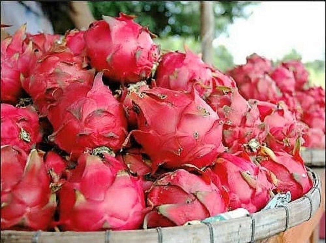 20 *Seeds WHITE DRAGON FRUIT (Pitaya / Pitahaya / Strawberry Pear) Hylocereus Undatus Cactus Seeds