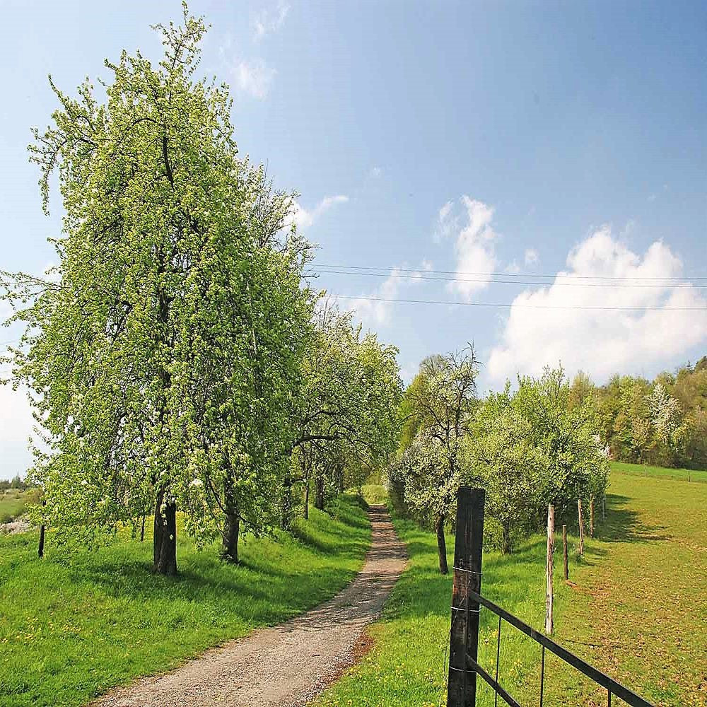 25 EUROPEAN PEAR TREE Pyrus Communis Fruit Seeds - White Flowers / Green Fruit