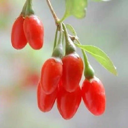 100 HIMALAYAN Tibetan GOJI BERRY Fruit Wolfberry Bush Lycium Barbabarum Seeds