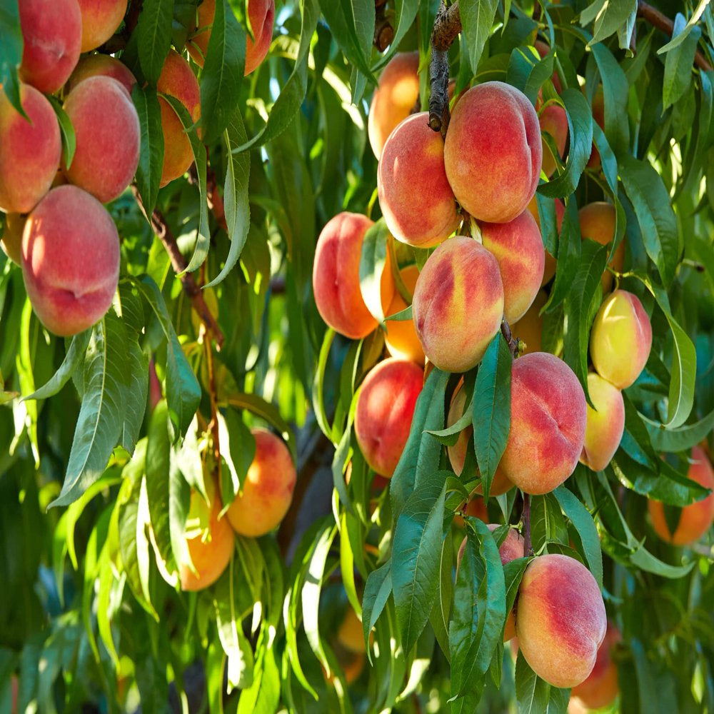 Peach Bonsai Tree Seeds - 4 Large Seeds - Grow Fruit Bearing Bonsai - Made in USA. Ships from Iowa