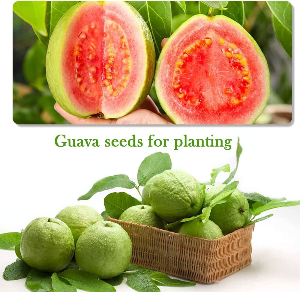 Heirloom Fruit Seeds - 5 Variety Individual Packs 100+ Grape Seeds 100+ Apple Seeds 100+ Kiwi Seeds 100+ Guava Seeds for Planting Organic for Home Garden Bonsai Fruit
