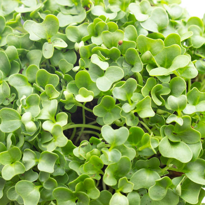 Kale Microgreens Seeds - 1 Lb ~128,000 Seeds - Non-Gmo - Seeds for Growing Micro Greens - Premium, High Germination Rate Seeds - Brassica Oleracea