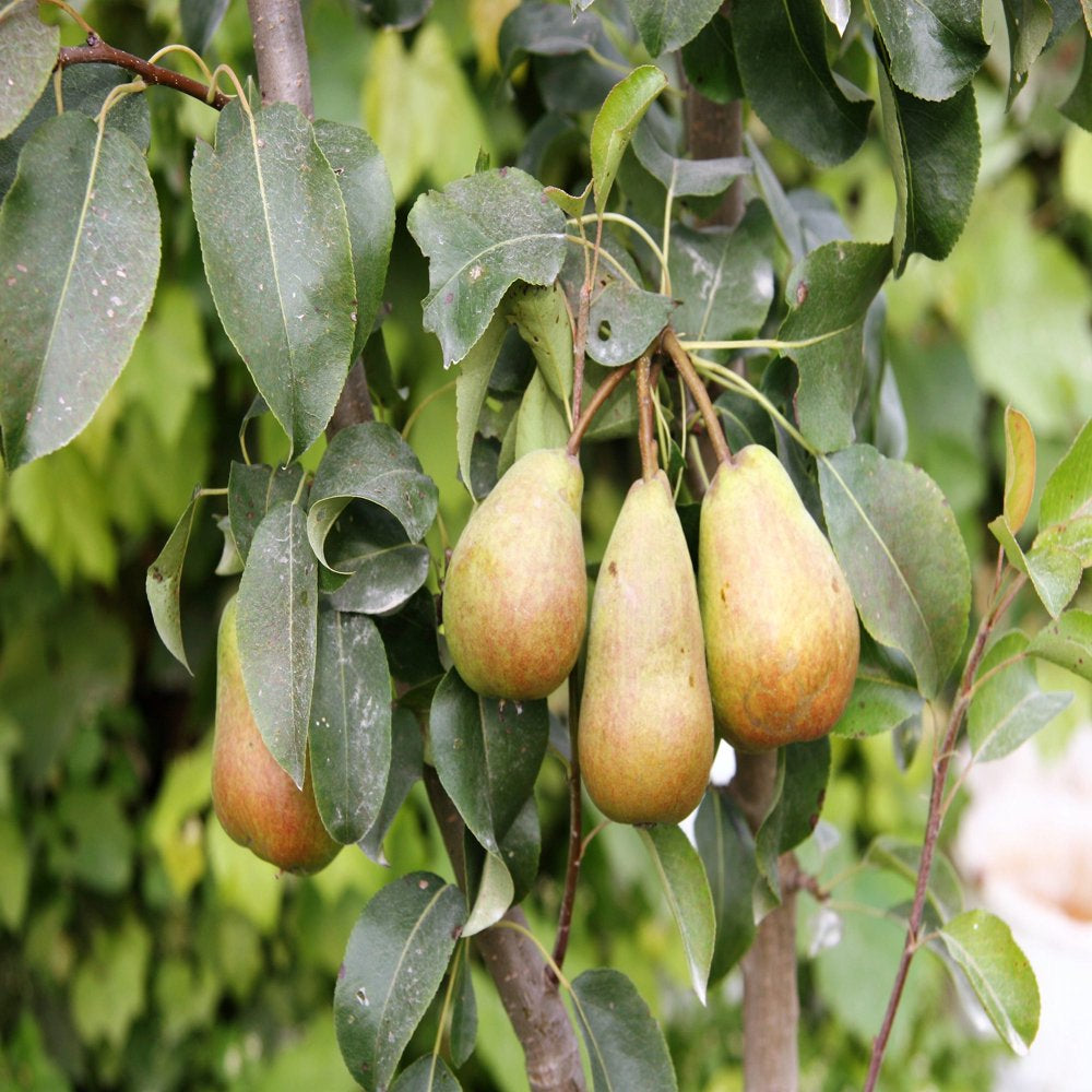 25 EUROPEAN PEAR TREE Pyrus Communis Fruit Seeds - White Flowers / Green Fruit