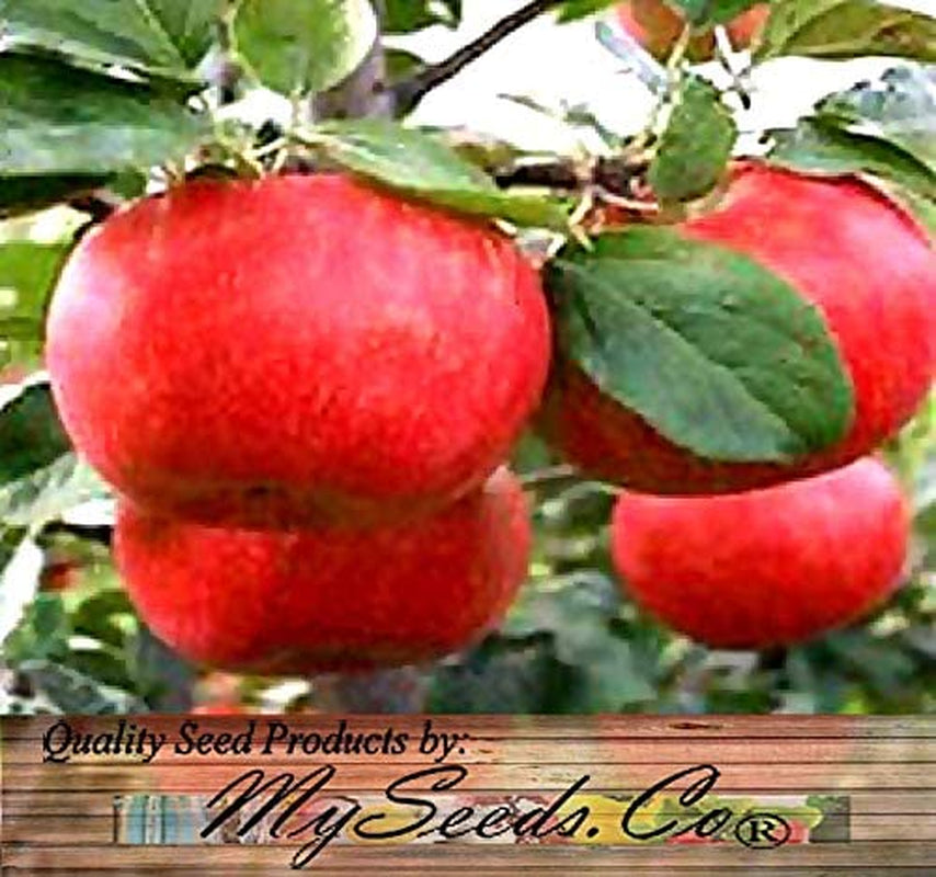 Big Pack - (500) Red Delicious Apple - Malus Pumila Tree Seeds - Very Cold Hardy in Zones 3-8 by Myseeds.Co (Big Pack - Paradise Apple)