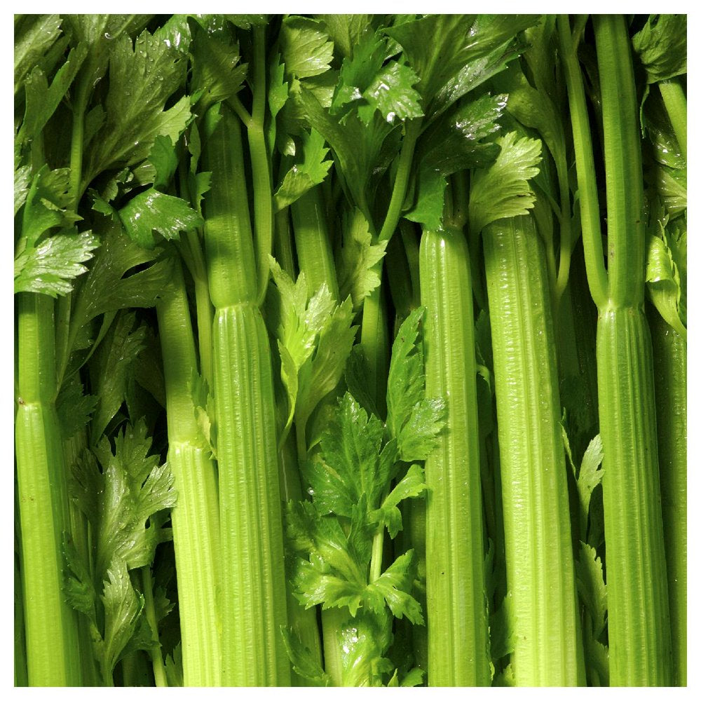 - 2000 Tall Utah 52-70 Celery Seeds - Gold Vault Jumbo Bulk Seed Packet