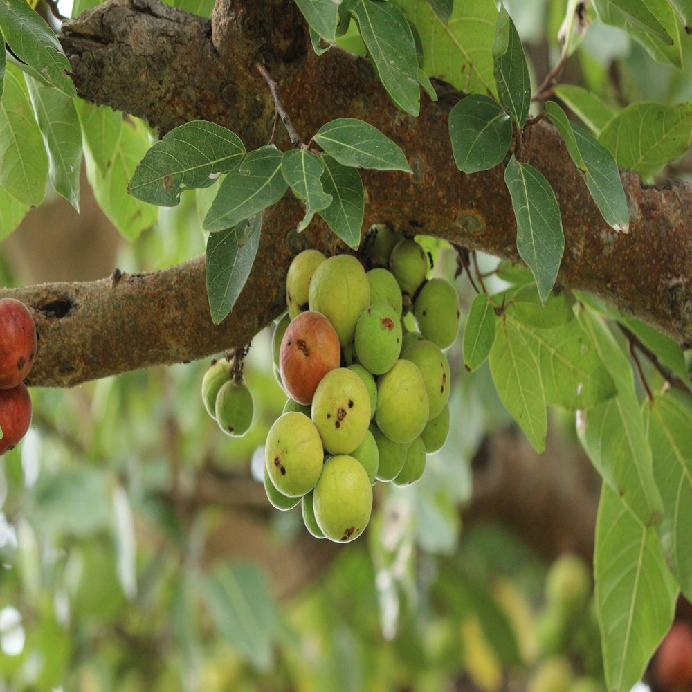 Tropical Fig Tree Seeds - Cluster Fig -20 Seeds - Bonsai or Standard- Rugged Bark Cluster Fig-See Listing Below- Ficus Racemosa