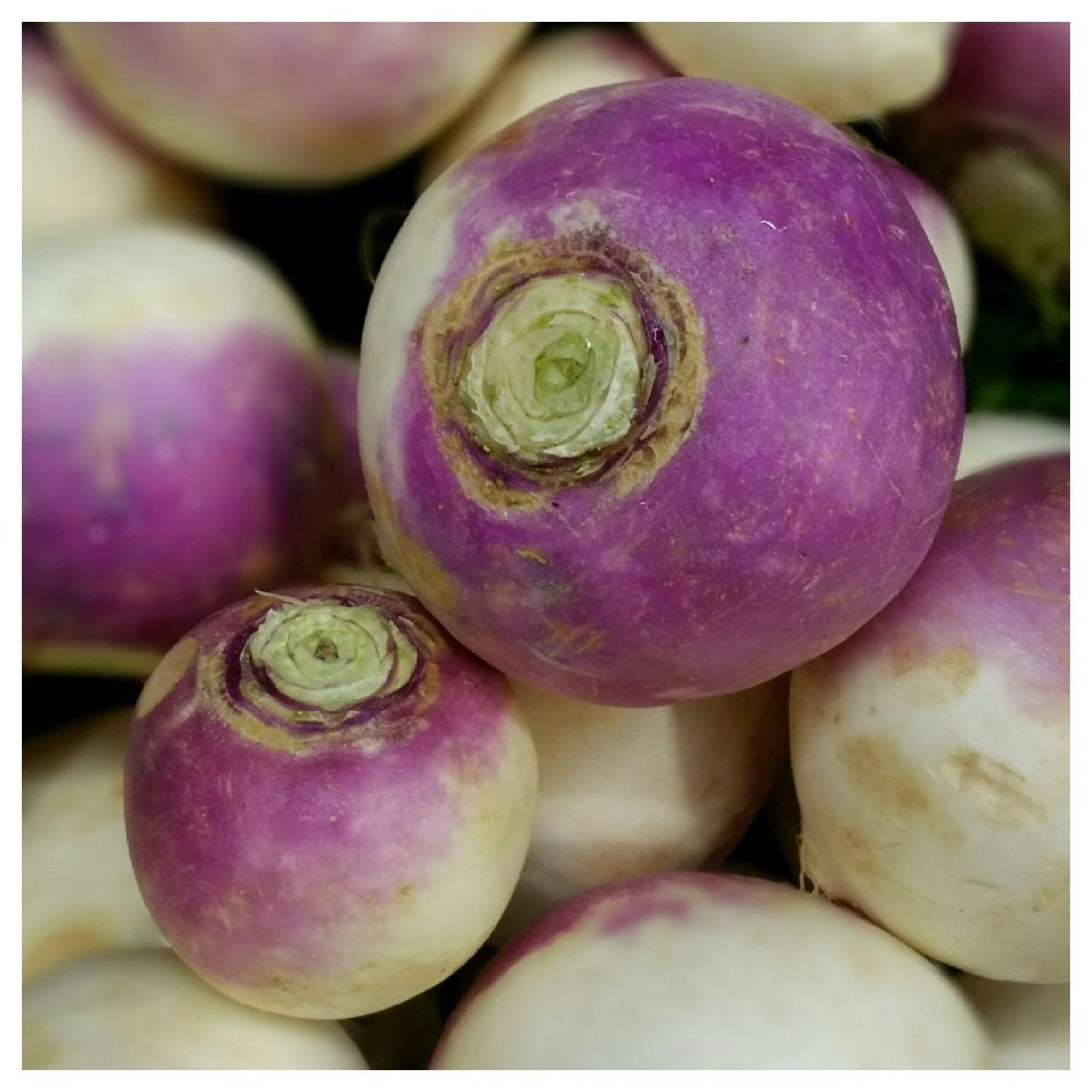 - 500 Purple Top White Globe Turnip Seeds - Gold Vault Jumbo Bulk Seed Packet