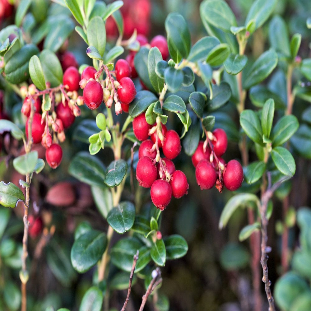 50 LINGONBERRY Mountain Cranberry Vaccinium Vitis-Idea Red Berry Edible Fruit Dwarf Evergreen Shrub Seeds