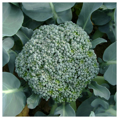 - 500 De Cicco Broccoli Seeds - Gold Vault Jumbo Bulk Seed Packet