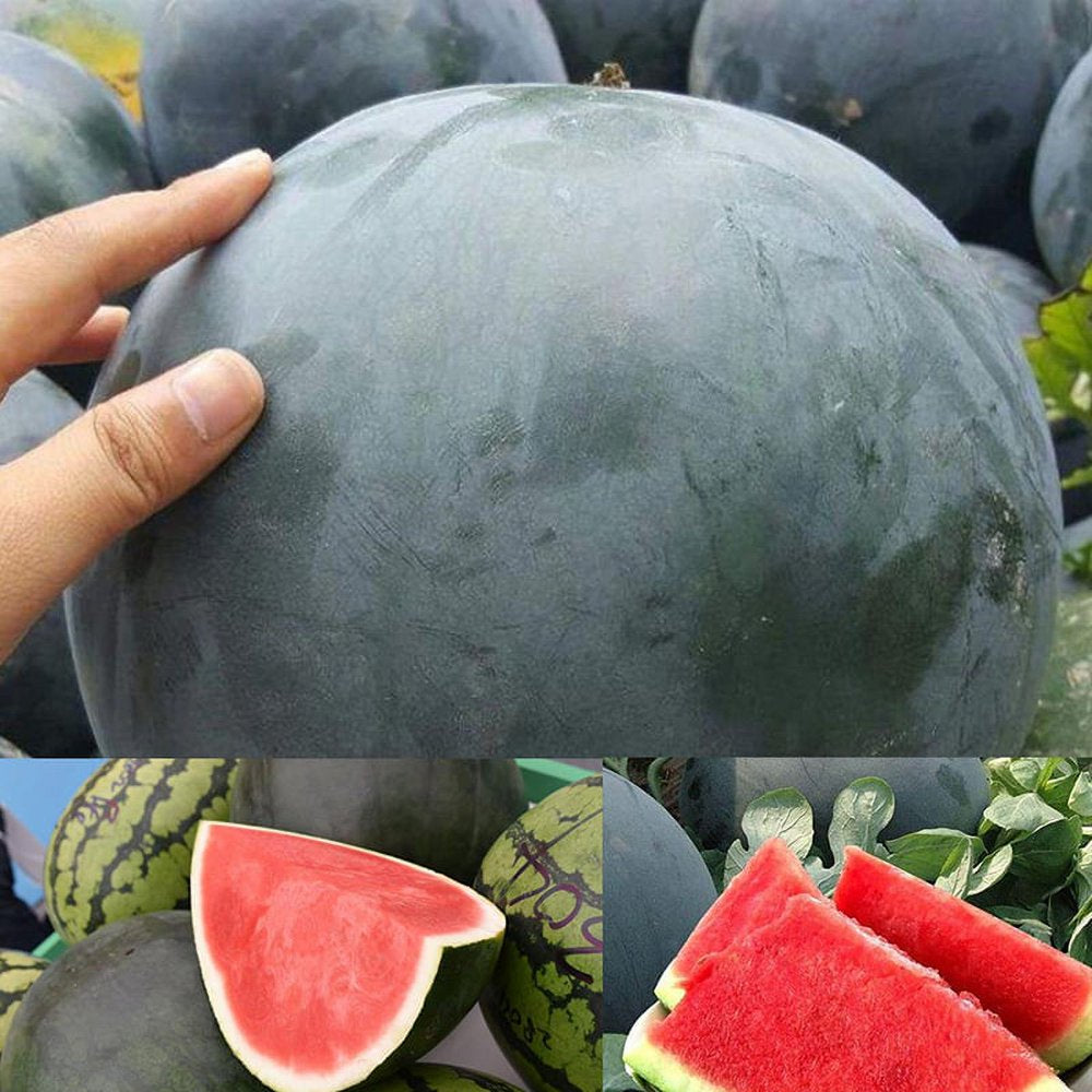 50Pcs/Pack Rare Seedless Watermelon Seeds Garden Delicious Organic Fruit Seeds