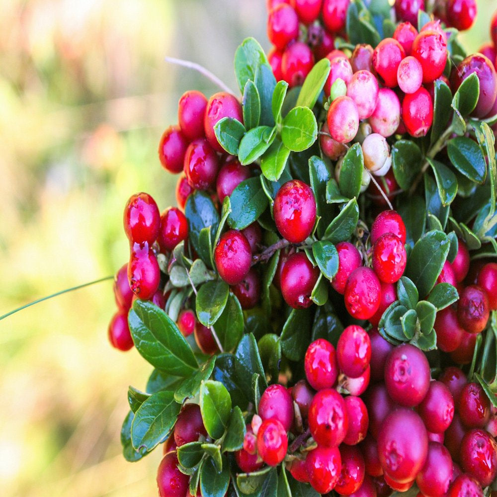 50 LINGONBERRY Mountain Cranberry Vaccinium Vitis-Idea Red Berry Edible Fruit Dwarf Evergreen Shrub Seeds