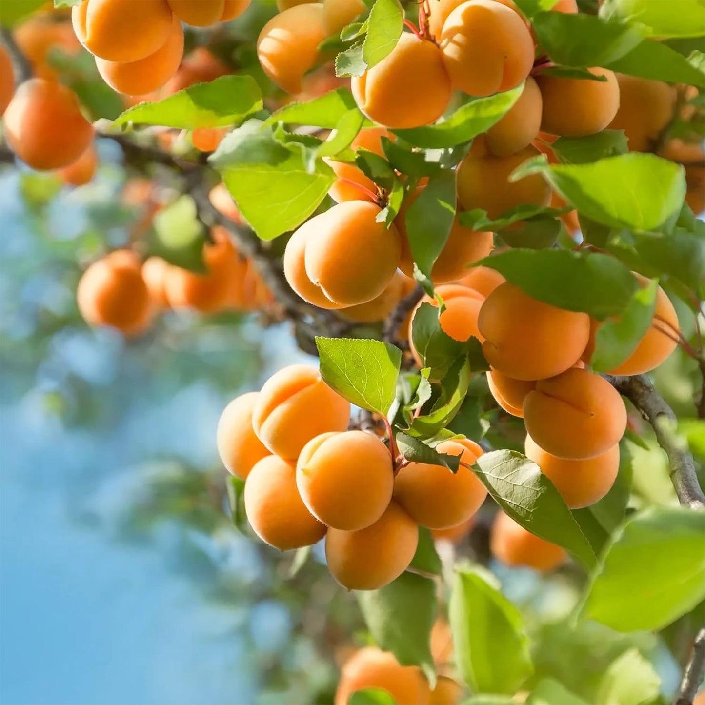 5 Manchurian Apricot (Prunus Mandshurica) Scout Apricot Seeds, Organic Non-Gmo Heirloom Fruit Seeds, Grow Your Own Tasty Fruit Tree in Garden Outdoor