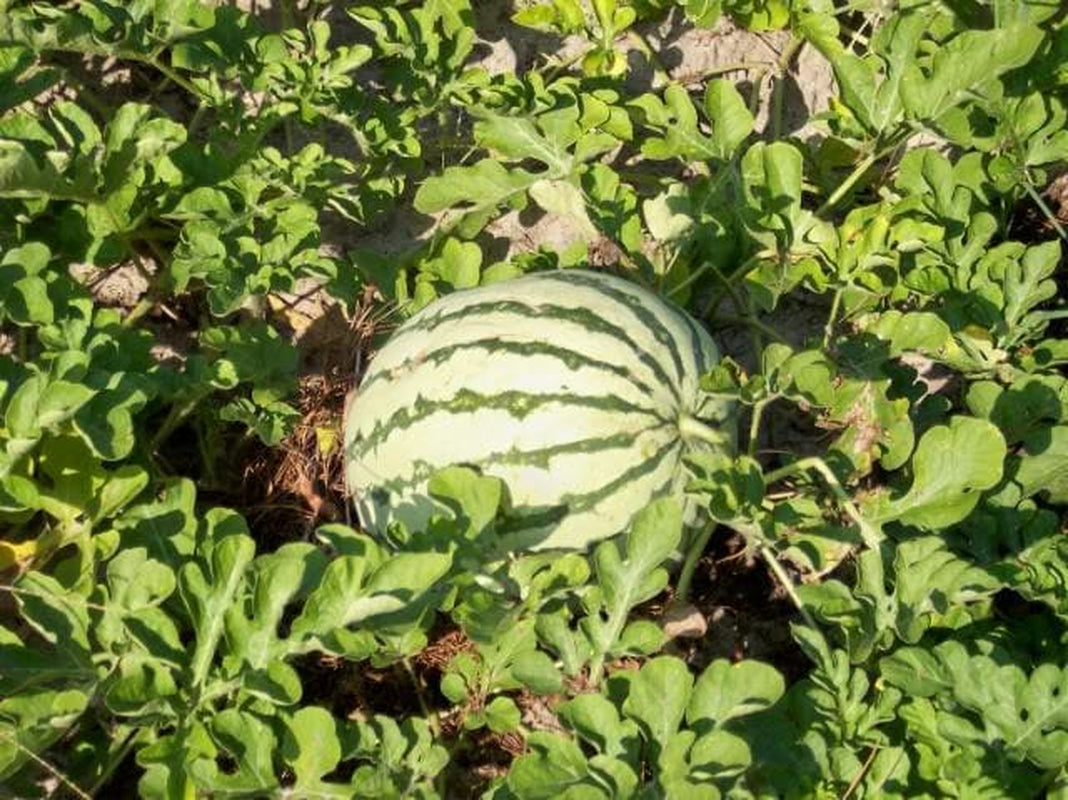 50 DIXIE QUEEN WATERMELON White & Red Citrullus Lanatus Melon Fruit Vine Seeds