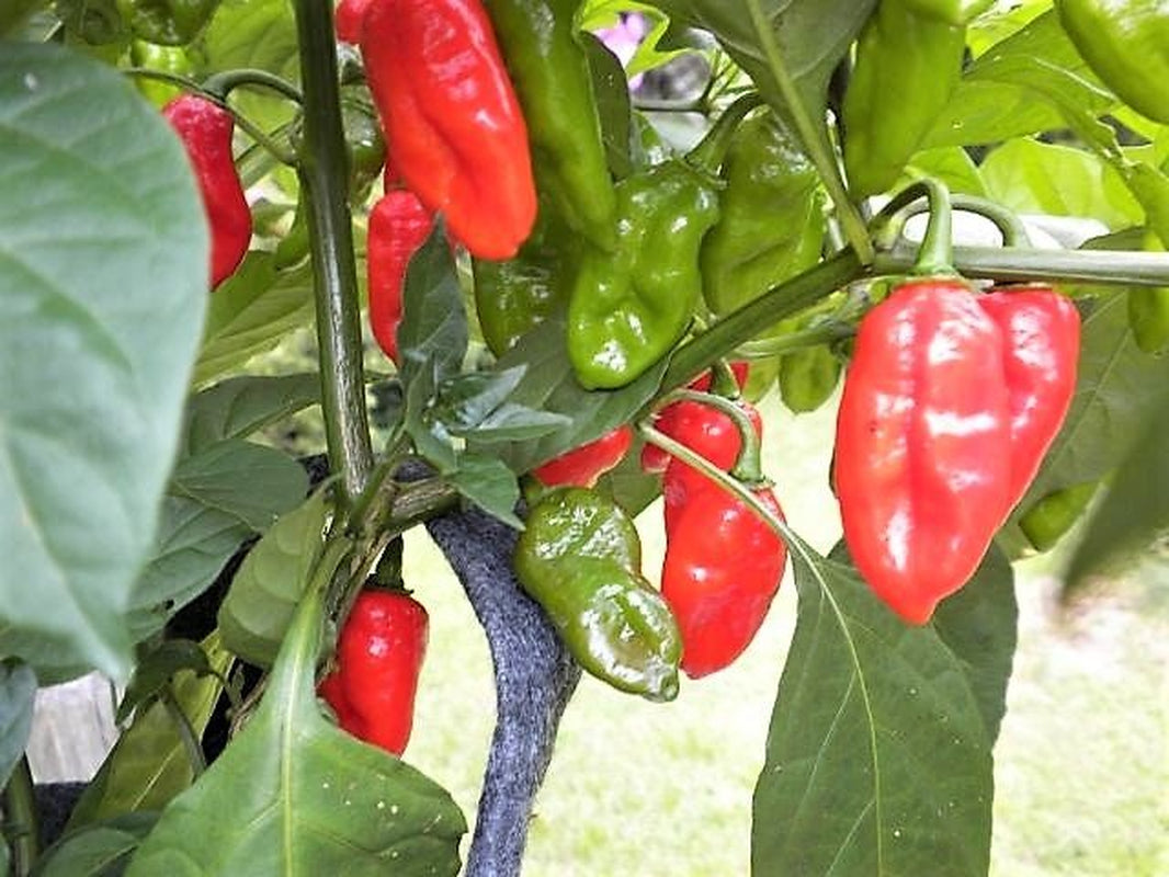 10 Red CAROLINA REAPER PEPPER World'S Hottest Capsicum Chinense Hot Chili Vegetable Seeds