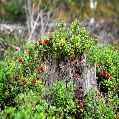 50 LINGONBERRY Mountain Cranberry Vaccinium Vitis-Idea Red Berry Edible Fruit Dwarf Evergreen Shrub Seeds