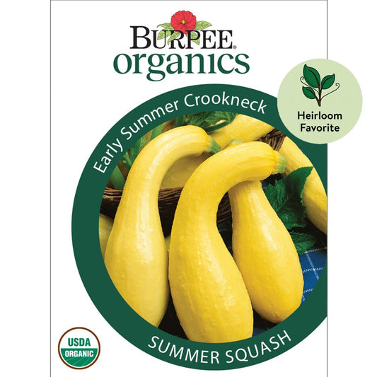 Organic Early Summer Crookneck Summer Squash Vegetable Seed, 1-Pack