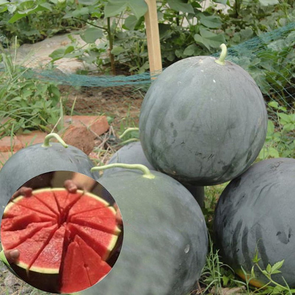 50Pcs/Pack Rare Seedless Watermelon Seeds Garden Delicious Organic Fruit Seeds