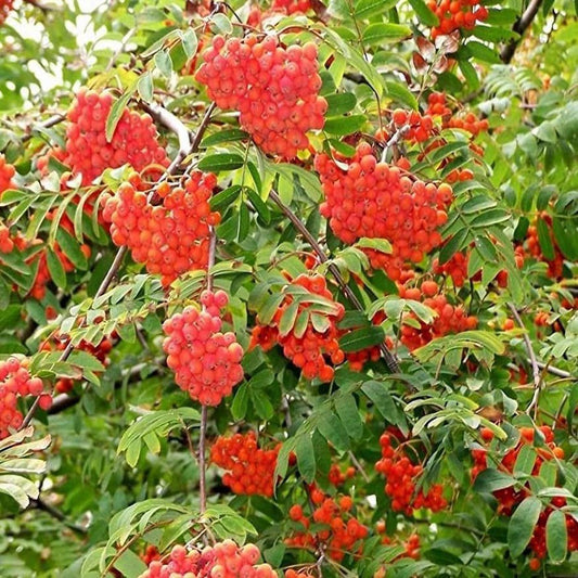 Mountain Ash Tree Seeds for Planting (50 Seeds) - Sorbus Aucuparia