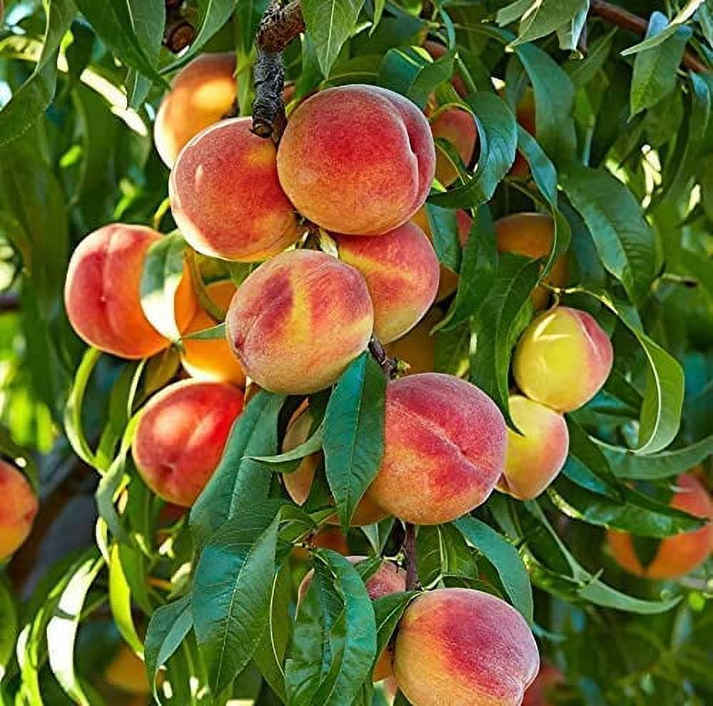 Peach Tree Seeds - Grow Delicious Peaches - Made in USA. Ships from Iowa (12 Seeds)