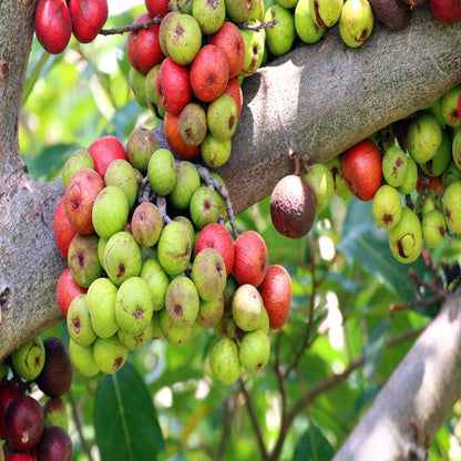 Tropical Fig Tree Seeds - Cluster Fig -20 Seeds - Bonsai or Standard- Rugged Bark Cluster Fig-See Listing Below- Ficus Racemosa