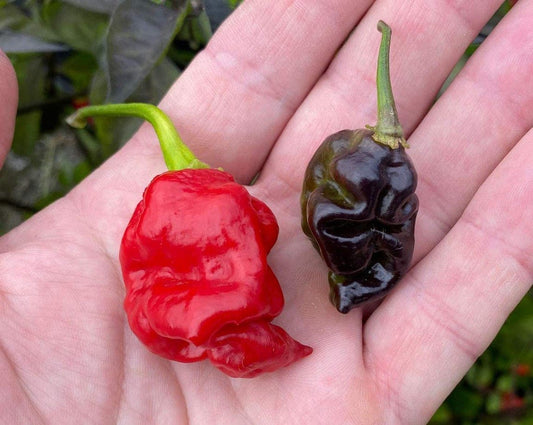 Dragon'S Breath X Pink Tiger Hybrid Chile Pepper Premium Seeds Packet