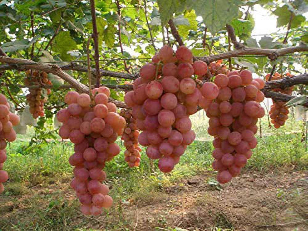 50+ Grape Seeds Vine Fruit Seed Fruit Plant Home Garden Non-Gmo