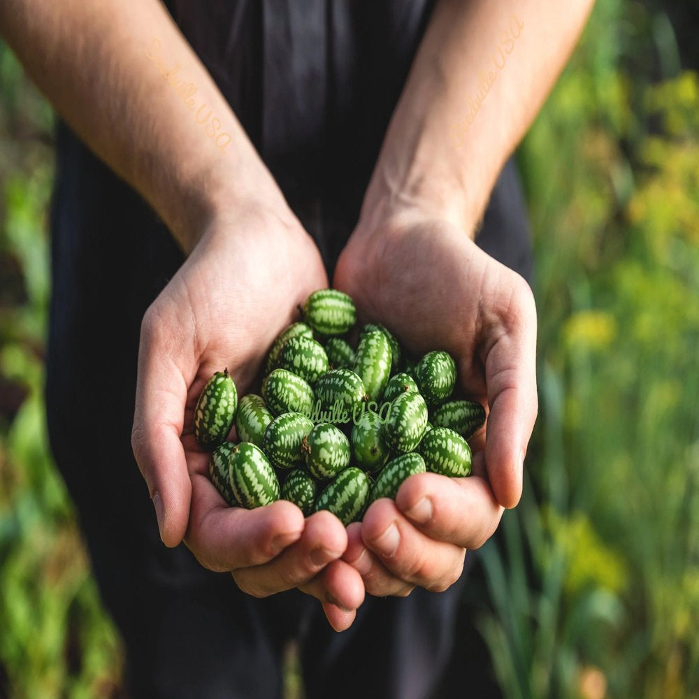 10 CUCAMELON Melothria Scabra Mouse Melon Mexican Gherkin Mini Watermelon Cucumber Fruit Vine Seeds