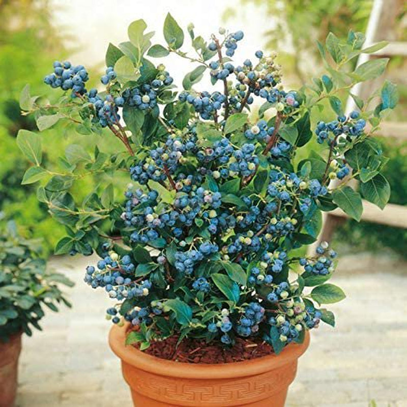 100 Top Hat Dwarf Lowbush Blueberry Plant Seeds Organic Fruit Seeds for Planting SS9-RR