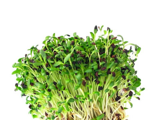 Certified Organic Alfalfa Sprouting Seed 4 Oz -  Brand - High Sprout Germination- Edible Seeds, Gardening, Hydroponics, Growing Salad Sprouts, Planting, Food Storage & More