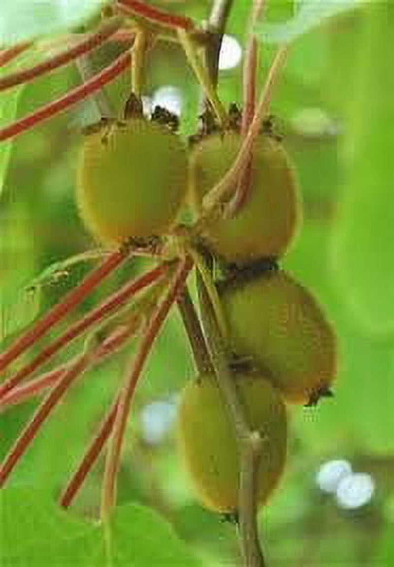 Kiwi Fruit (Actinidia Chinensis) Vine Great Heirloom 50 Seeds by