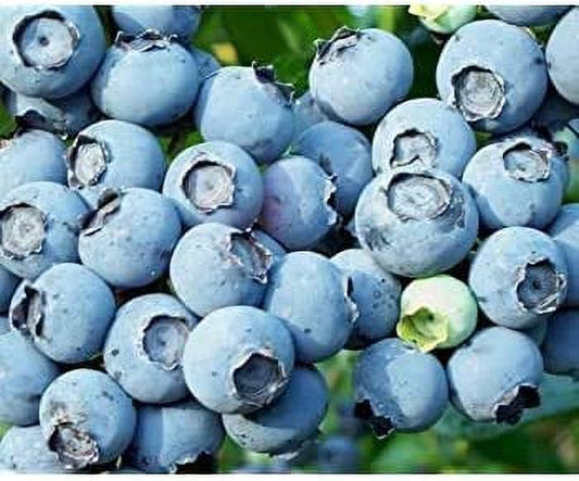 Lowbush Blueberry Seeds - 250+ Seeds - Made in USA, Ships from Iowa