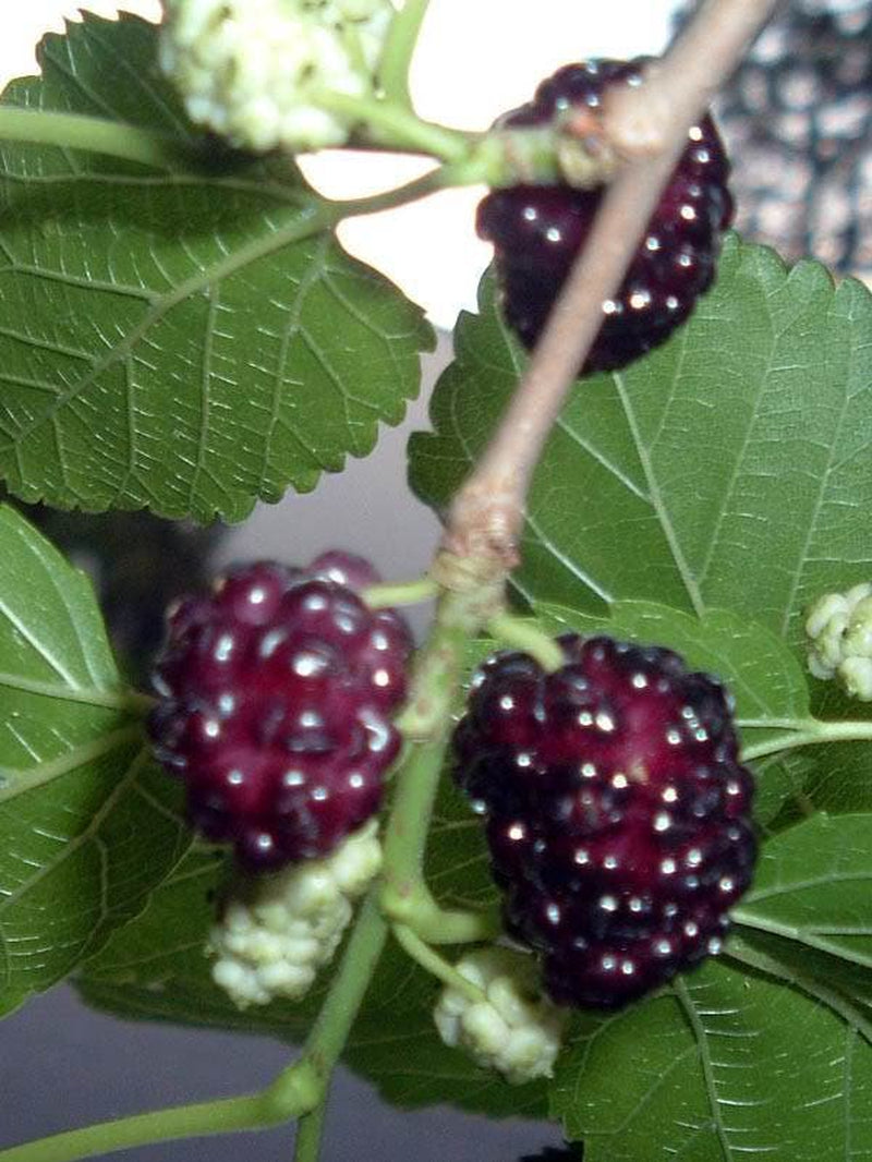 15 Red MULBERRY Morus Rubra Fruit Bush / Tree Seeds