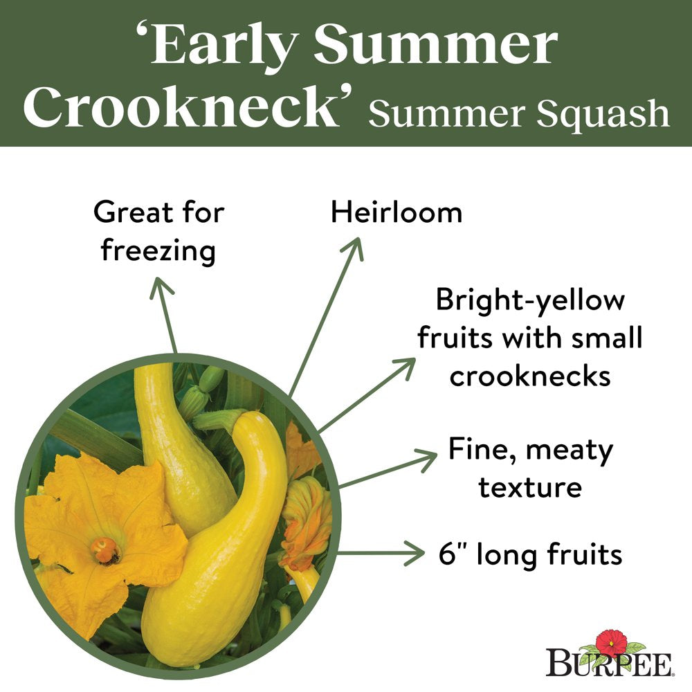 Organic Early Summer Crookneck Summer Squash Vegetable Seed, 1-Pack