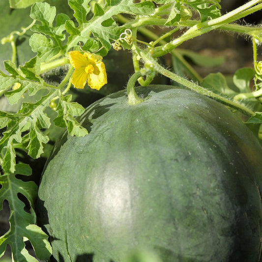 Watermelon Seeds - Florida Giant - 3 G Packet ~40 Seeds - Citrullus Lanatus - Farm & Garden Vegetable / Fruit Seeds - Non-Gmo, Heirloom, Open Pollinated, Annual
