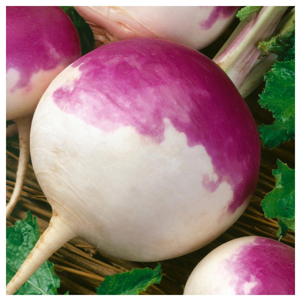 - 500 Purple Top White Globe Turnip Seeds - Gold Vault Jumbo Bulk Seed Packet