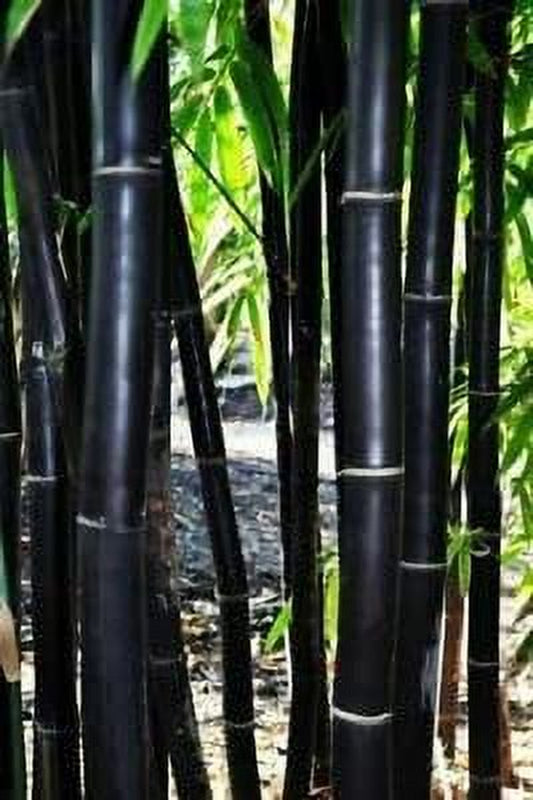 100+ Rare Black Bamboo Seeds for Planting | Exotic and Fast Growing | Ships from Iowa, USA