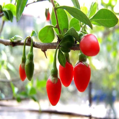 100 HIMALAYAN Tibetan GOJI BERRY Fruit Wolfberry Bush Lycium Barbabarum Seeds