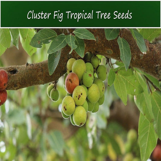 Tropical Fig Tree Seeds - Cluster Fig -20 Seeds - Bonsai or Standard- Rugged Bark Cluster Fig-See Listing Below- Ficus Racemosa