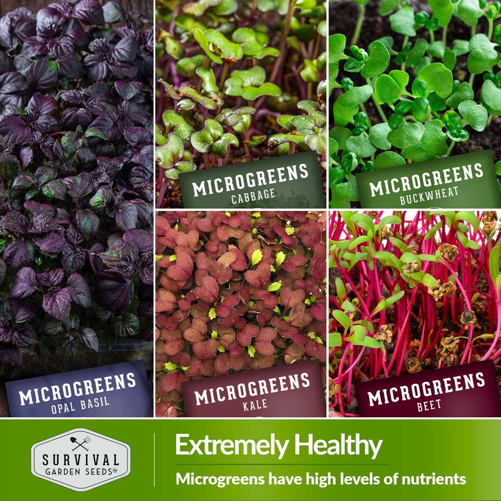 Microgreens 10 Pack - Arugula, Broccoli, Radish, Pea, Sunflower, Opal Basil, Cabbage, Buckwheat, Kale, Beets