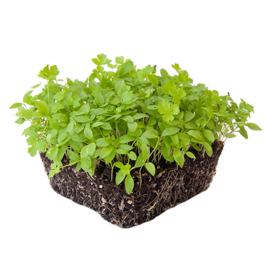 Parsley Microgreens Seeds - 1 Lb ~288,000 Seeds - Grow Non-Gmo Micro Parsley Herb Greens - Premium Seeds - High Germination Rate