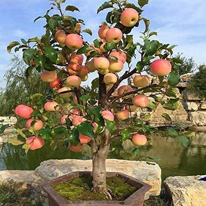 Dwarf Bonsai Apple Tree Seeds - 25 Seeds - Grow Exotic Indoor Fruit Bonsai