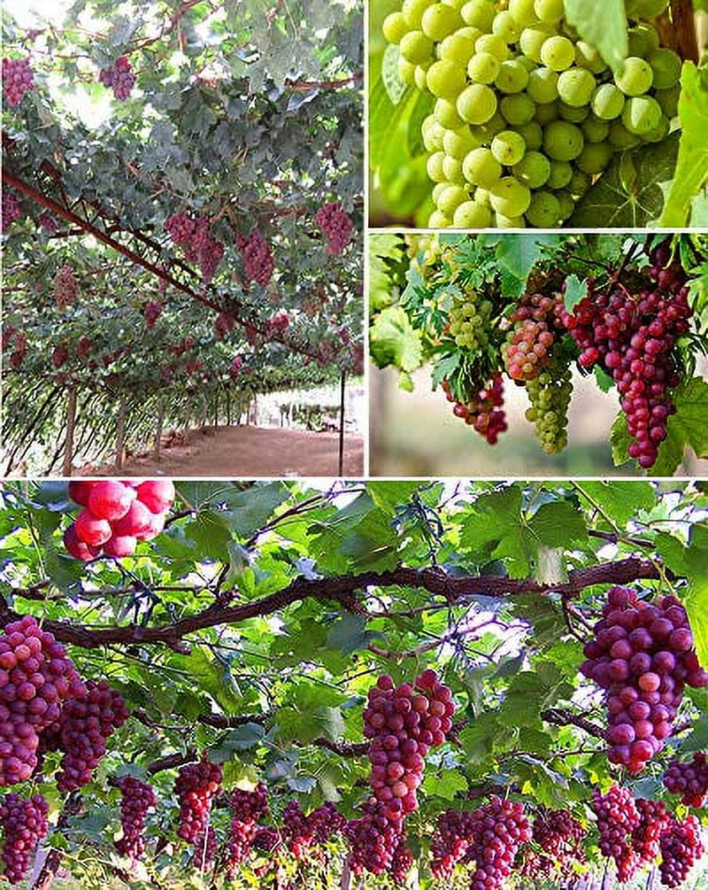 50+ Grape Seeds Vine Fruit Seed Fruit Plant Home Garden Non-Gmo