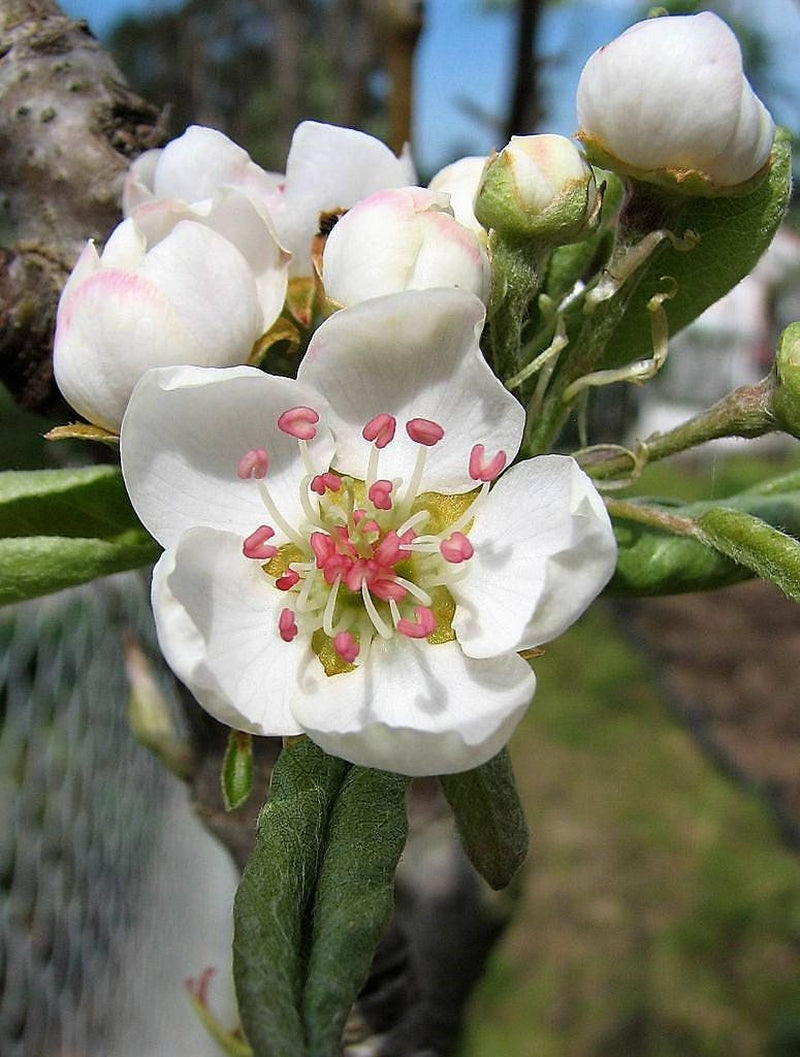 25 EUROPEAN PEAR TREE Pyrus Communis Fruit Seeds - White Flowers / Green Fruit