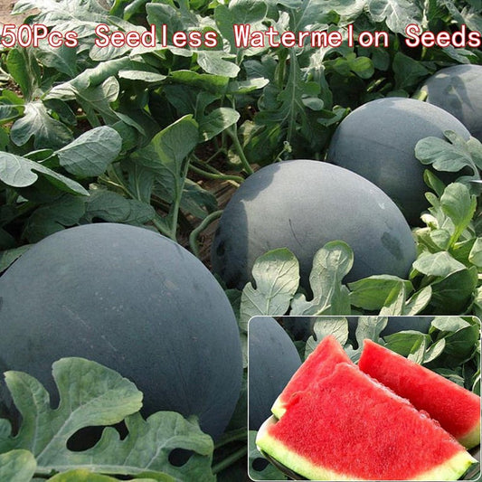 50Pcs/Pack Rare Seedless Watermelon Seeds Garden Delicious Organic Fruit Seeds