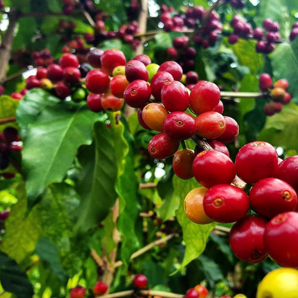 Hawaiian Live Arabica Kona Coffee Plant Seeds 1 Pack (4 Seeds) Full Shade