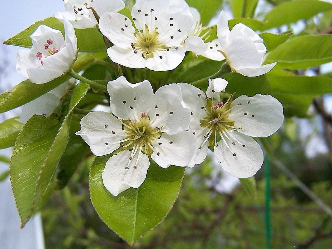 25 EUROPEAN PEAR TREE Pyrus Communis Fruit Seeds - White Flowers / Green Fruit