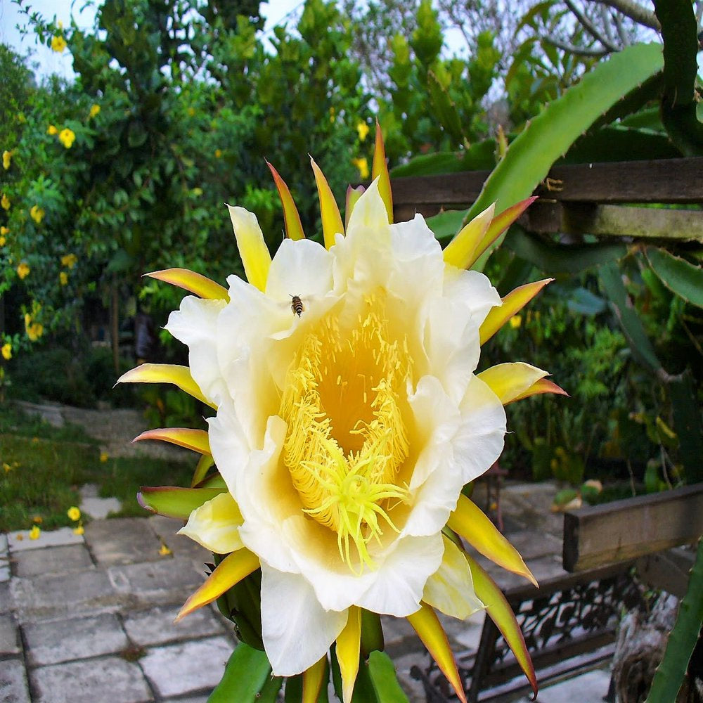 20 *Seeds WHITE DRAGON FRUIT (Pitaya / Pitahaya / Strawberry Pear) Hylocereus Undatus Cactus Seeds