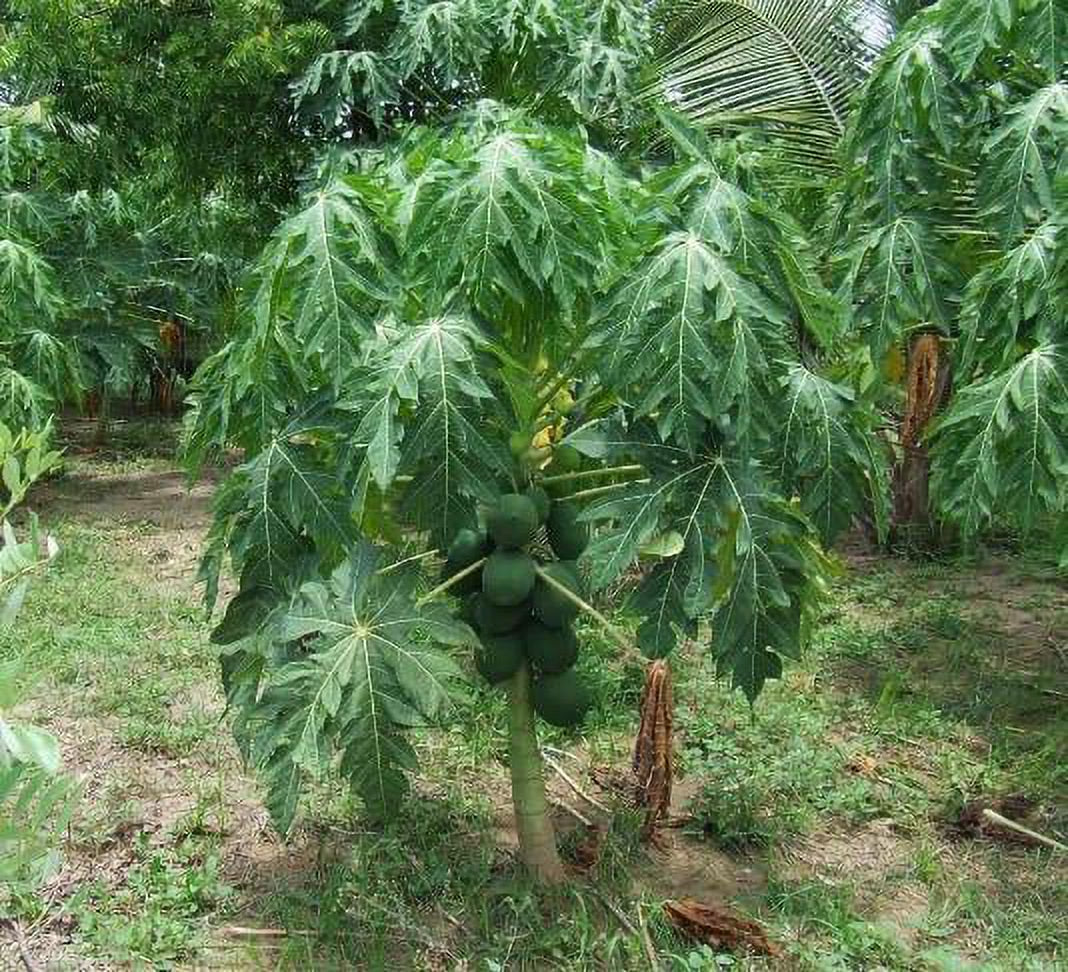 20 Coorg Honeydew Seeds, Honeydew Papaya Seeds - 20 Seeds (Carica Papaya) - 20 Count per Pack