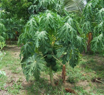 20 Coorg Honeydew Seeds, Honeydew Papaya Seeds - 20 Seeds (Carica Papaya) - 20 Count per Pack